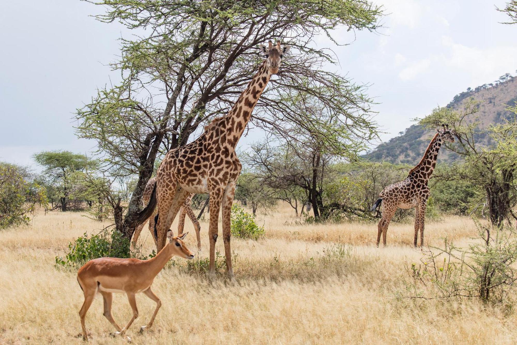 Melia Serengeti Lodge Member Of Melia Collection Banagi Exterior photo