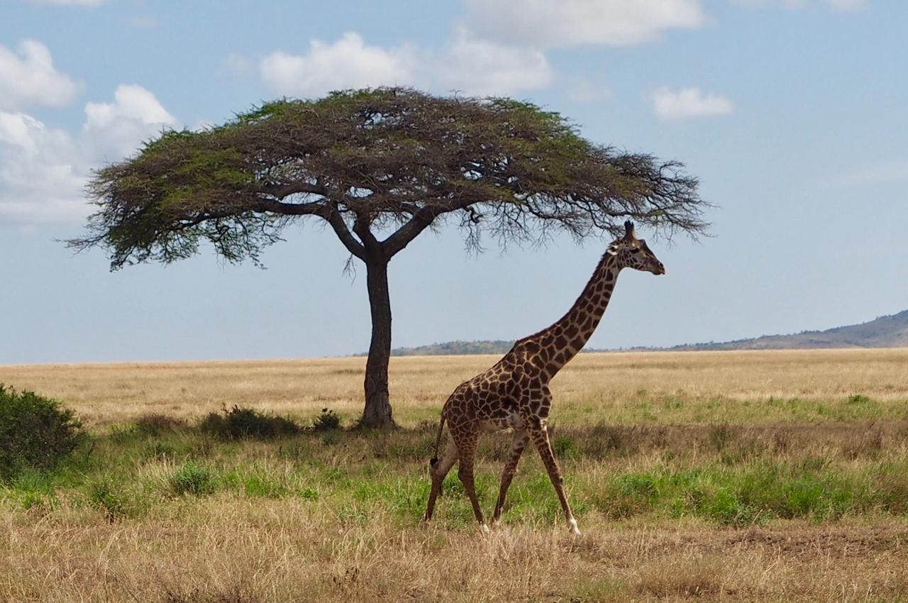 Melia Serengeti Lodge Member Of Melia Collection Banagi Exterior photo